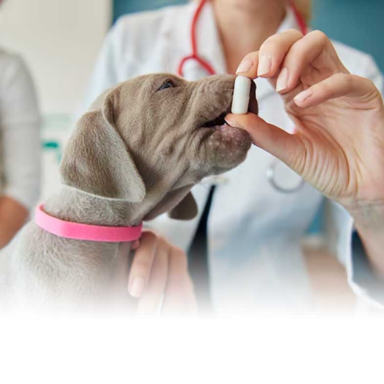 veterinaria-home Atención Farmacéutica